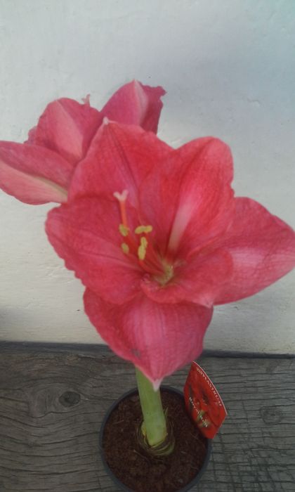 Гипеаструм розовый