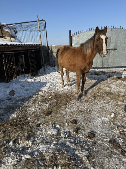 Продам кобыл жеребых