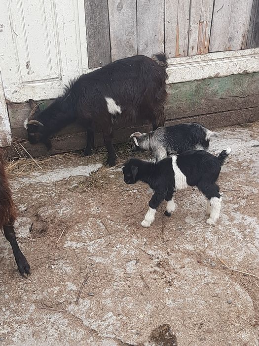 Vand 2 capre  bune de lapte și iezi, blânde și frumoase