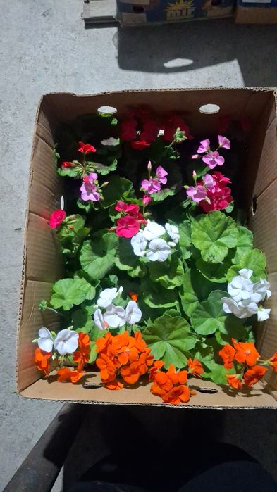 Лаванда Махровый Тимян вазелик  Размарин