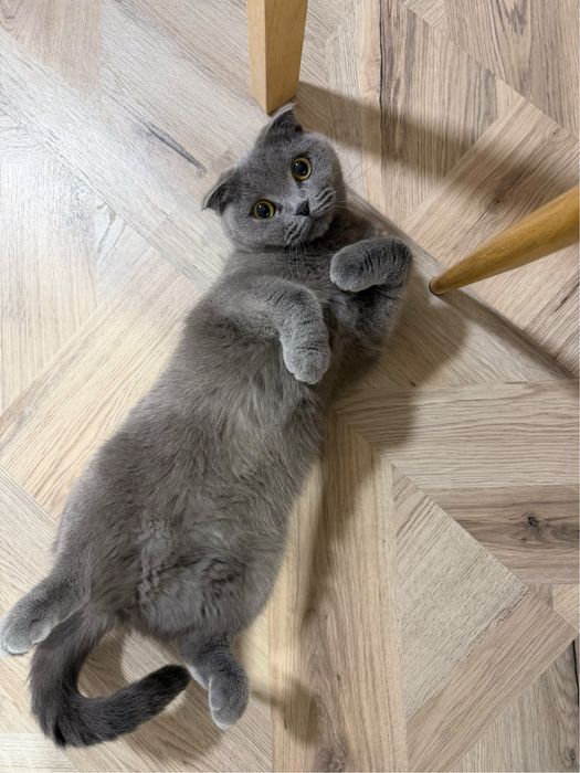 Шотландска клепоуха котка