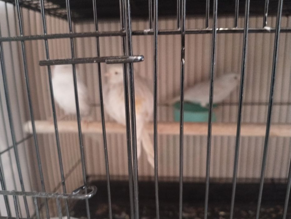 Конарейка придаётся