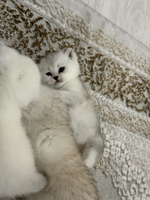 Продаются чисто кровный серебристий шиншилли котяти