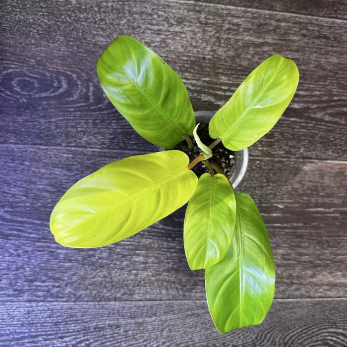 Филодендрон Малай Голд