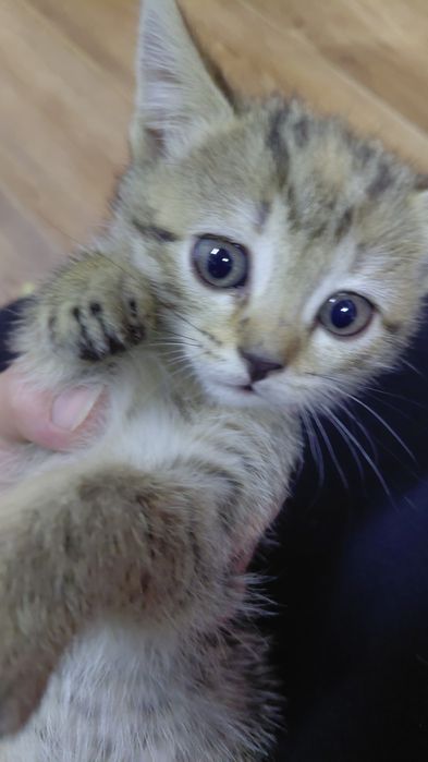 Отдам кошку и котят в добрые руки