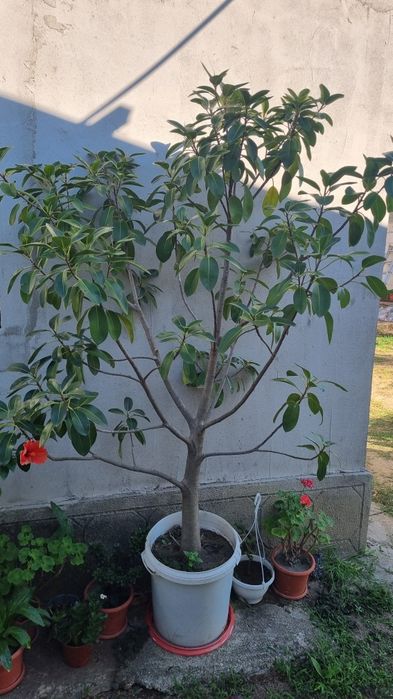 Ficus de vanzare