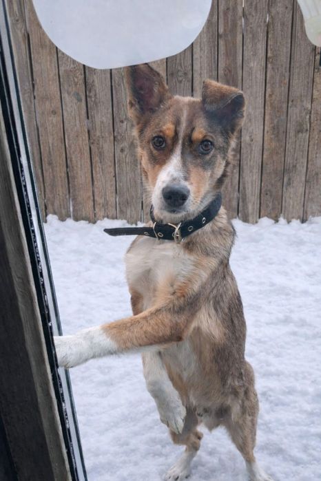 Бимка ищет дом!!