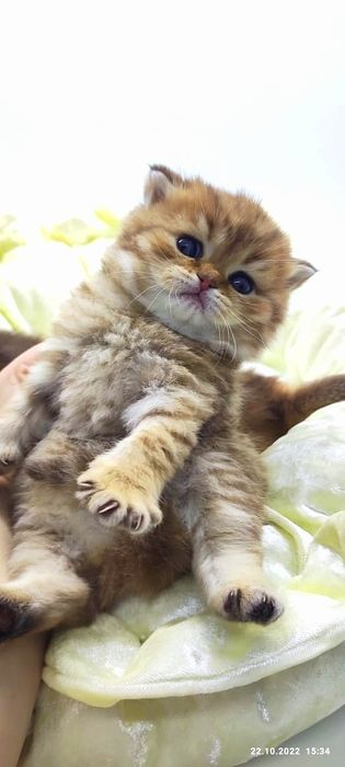 Британские шиншиллы КотЯта..