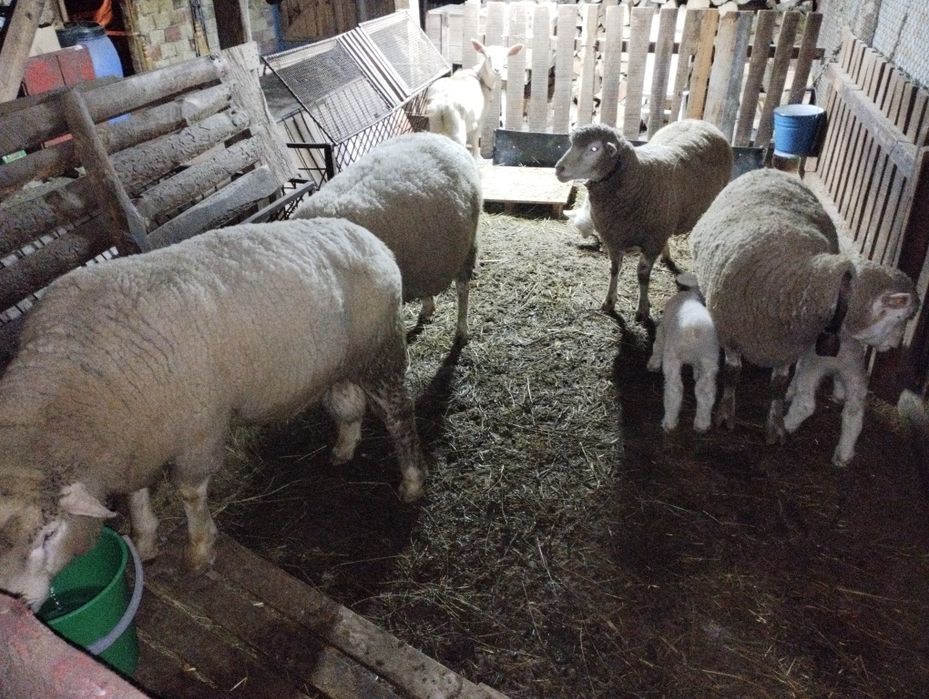 Продават се илдьо франс