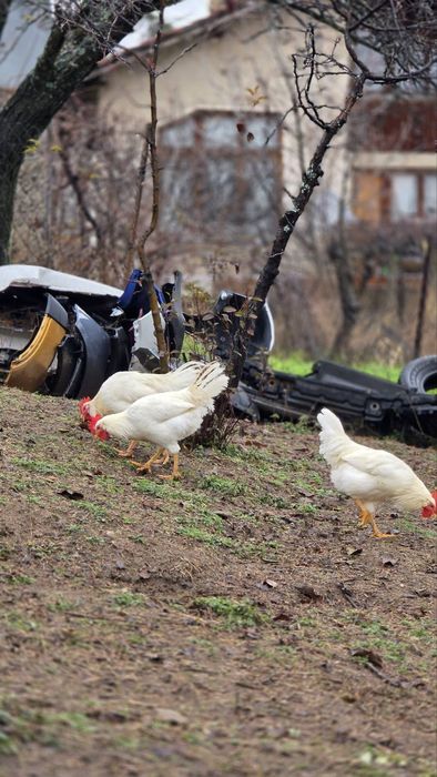 Петли различни породи.