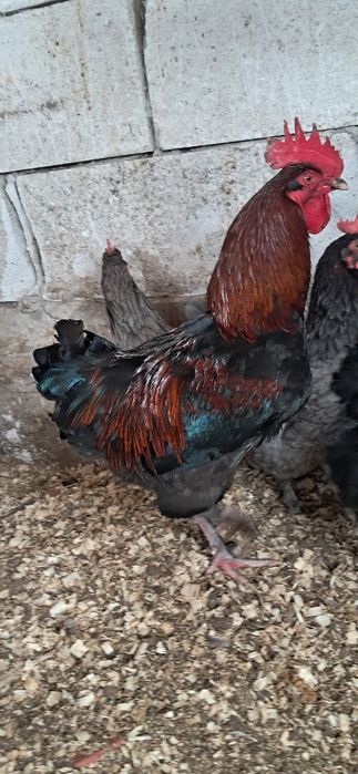 Gaini marans Onești Bacău