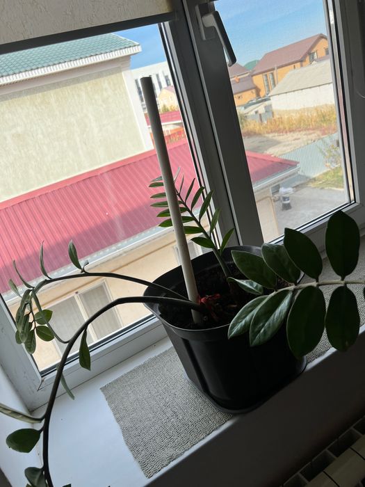 Комнатные цветы, доллары