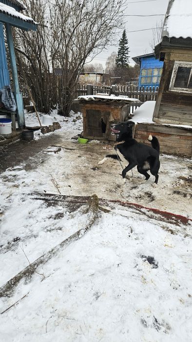 Отдам собаку  в добрые руки