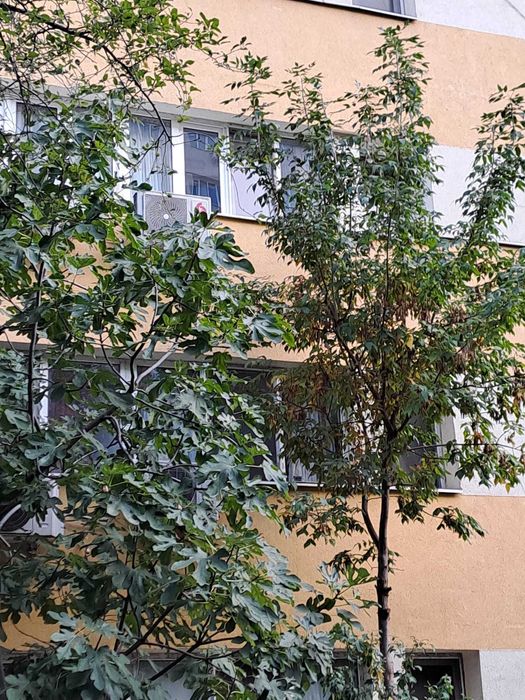 Inchiriere garsoniera Obor Colentina, proprietar, accepta pisici