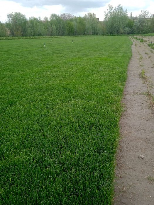 Газон ландшафтный дизайнер