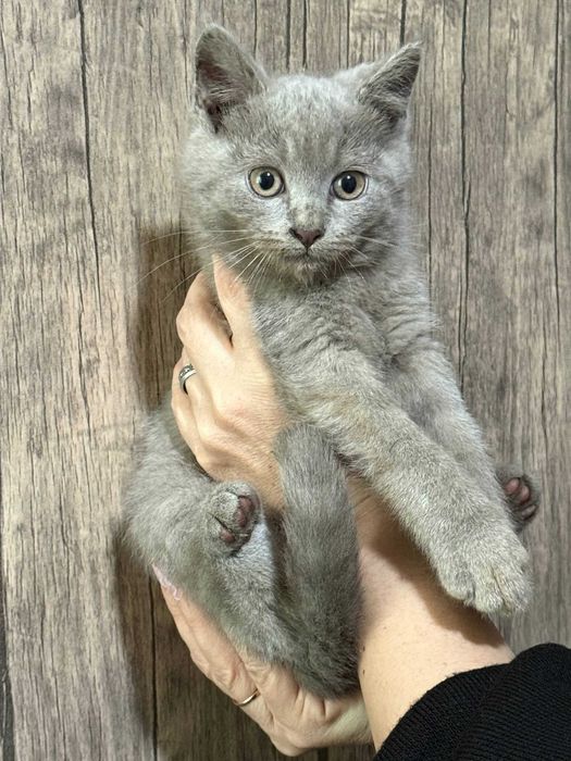 Продается котенок скоттиш страйт