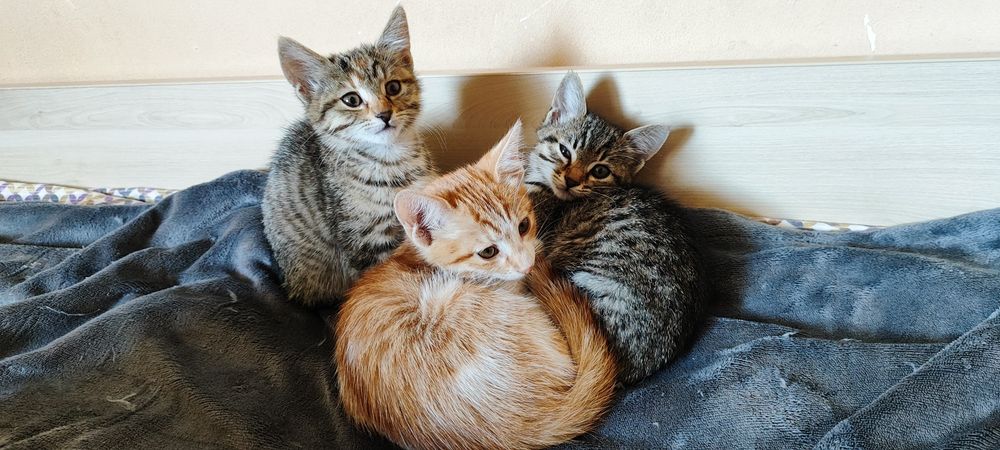 Подарявам 3 Котета