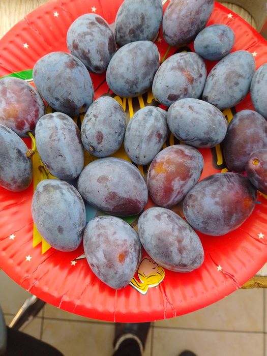 Продавам сини сливи