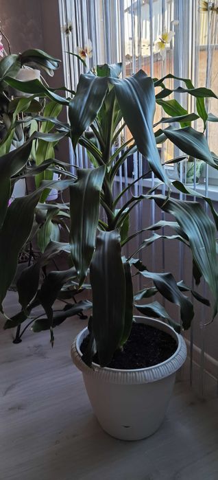 Дроцена широколистная