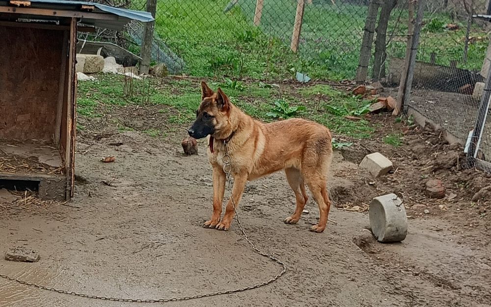 Ciobanesc malinois /belgian