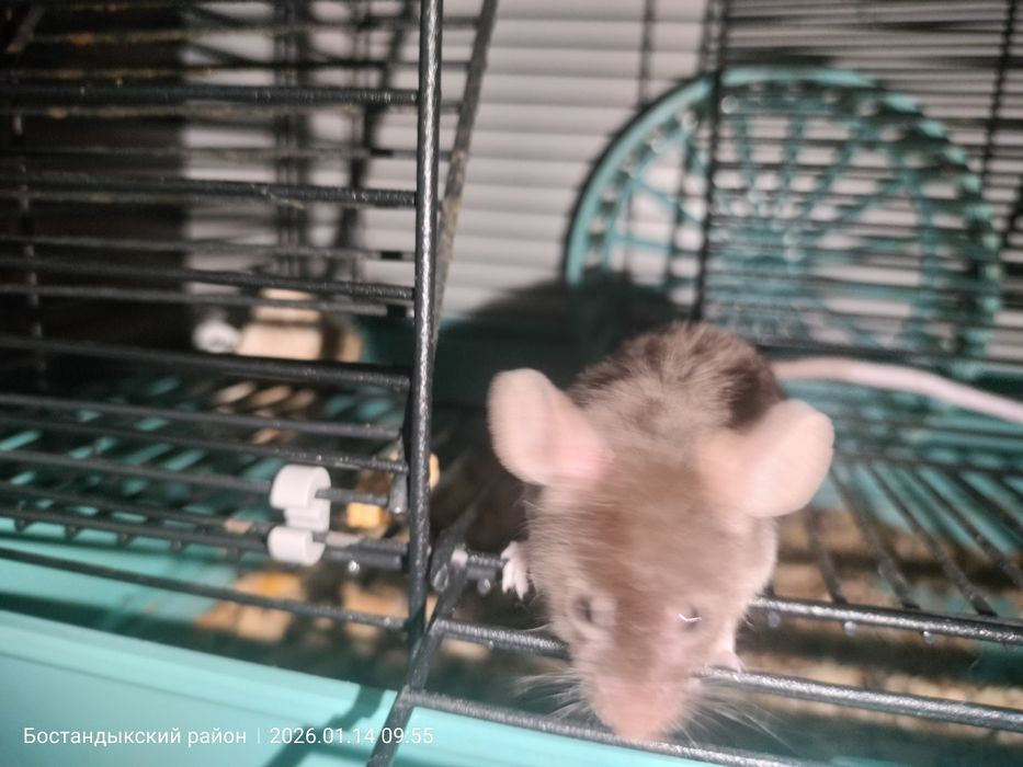 Продам японскую мышь с клеткой.