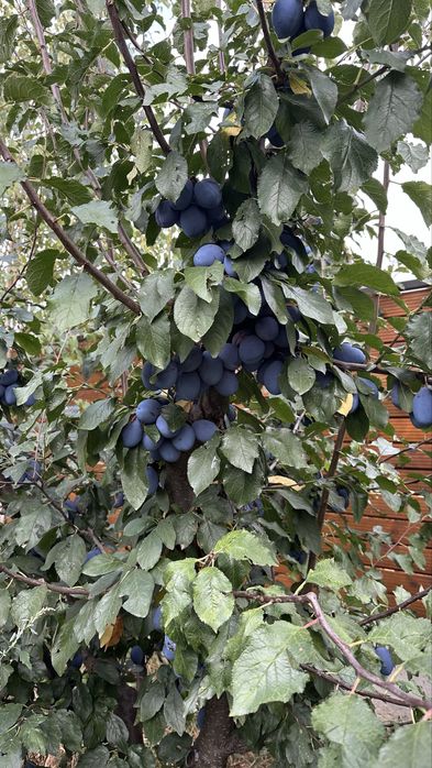 Prune pentru țuică si consum