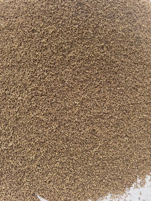 Sfecla furajeră de vânzare 20 lei kg