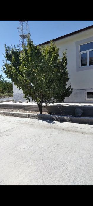 Choʻtqarada kattej sotiladi