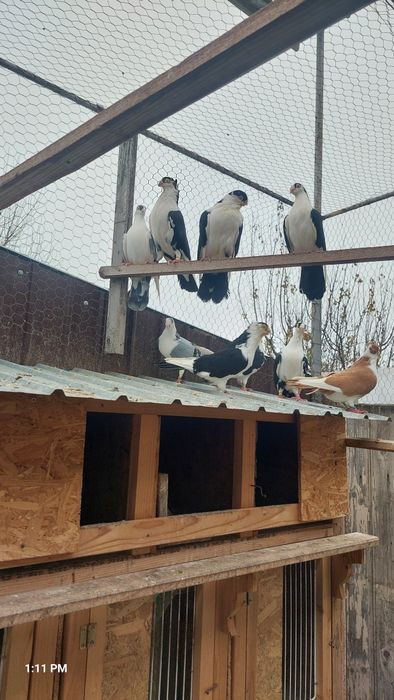 Porumbei gălățeni