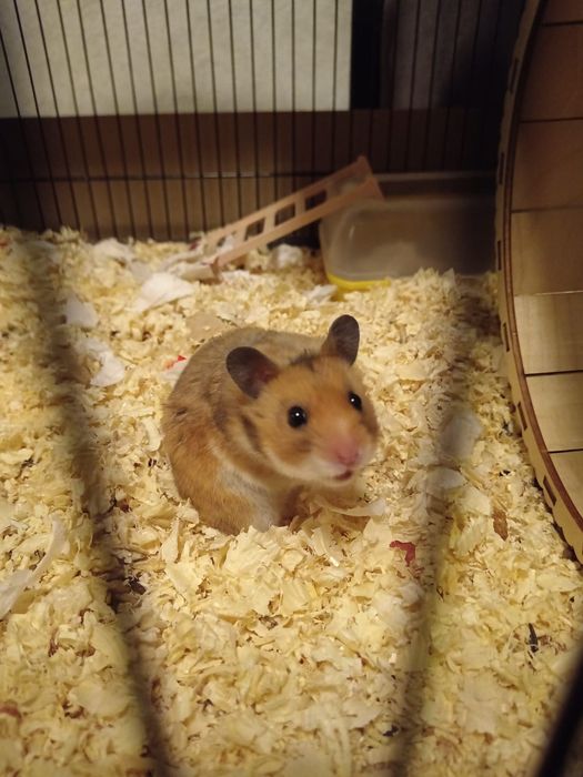 Продам сирийской хомяка