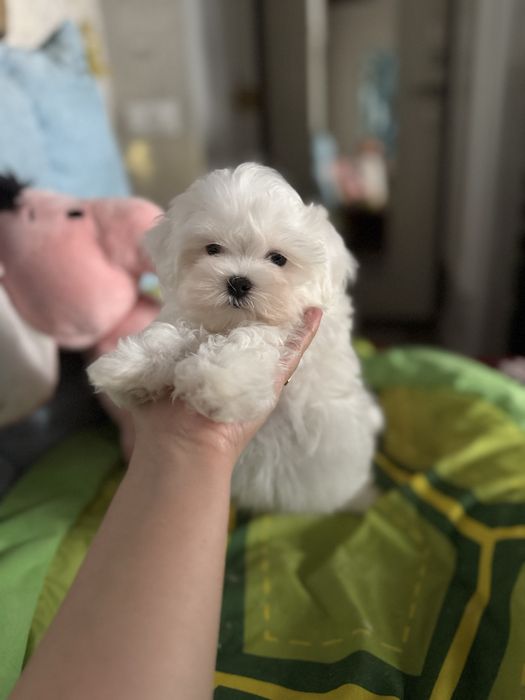 Мальтезе щенки резерв