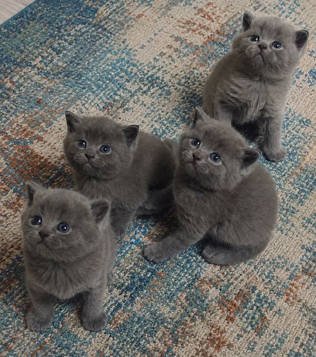 Британские котята