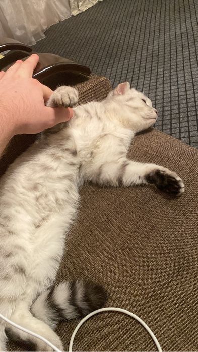 Шотландская вислоухая кошка