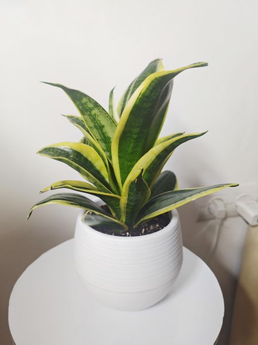 Сансевиерия в красивом кашпо