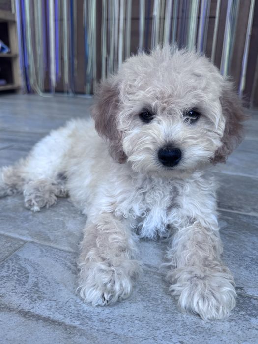 Maltipoo pudel fetita 3 luni