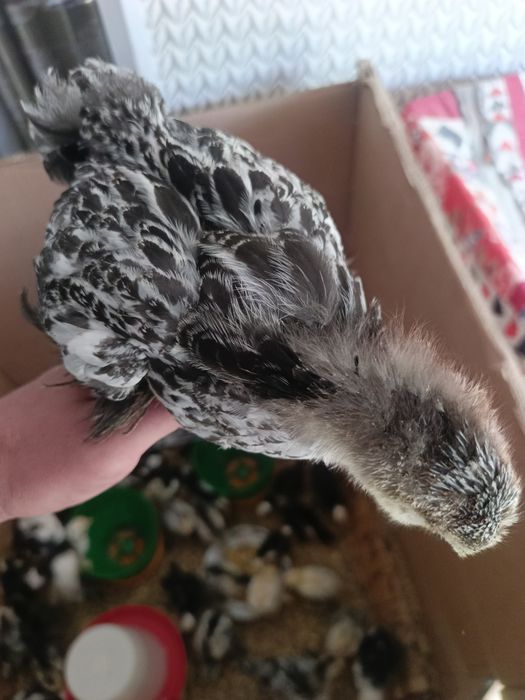 Тоза зотли брама  жужалар!