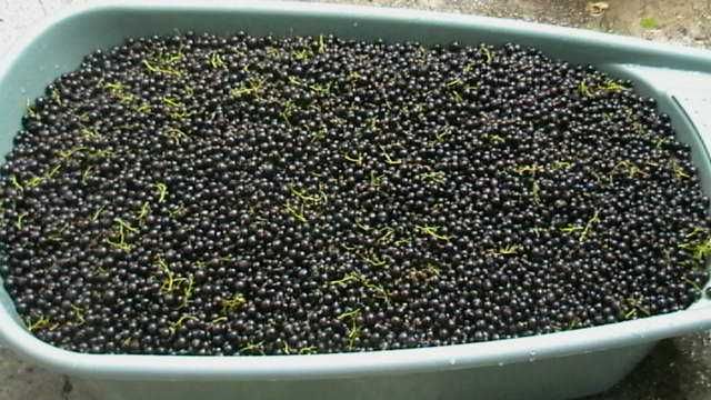 Sirop din coacăze negre