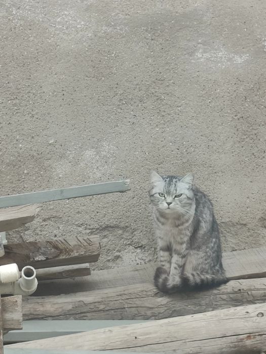 Бесплатно отдаем кота