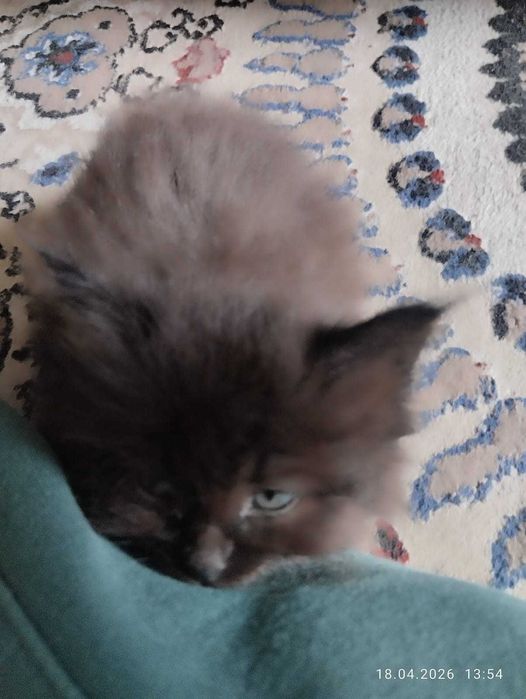 Котята.                   .