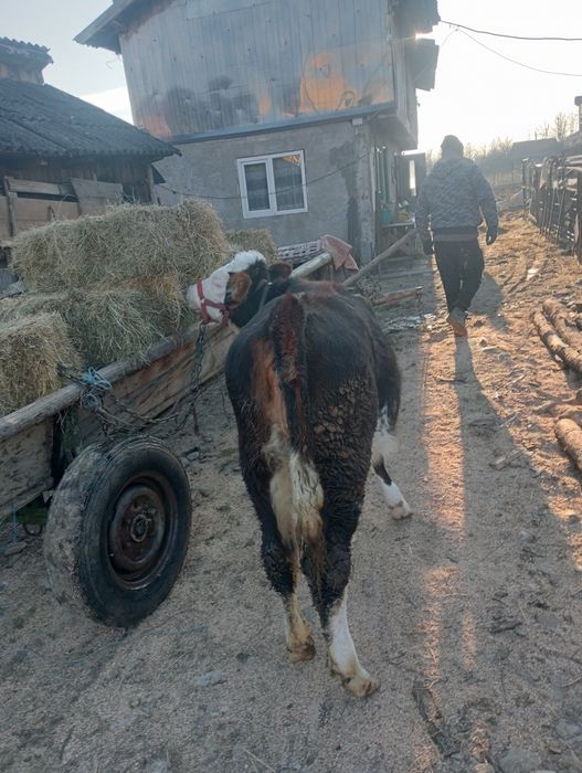Vând vițea de 7 luni