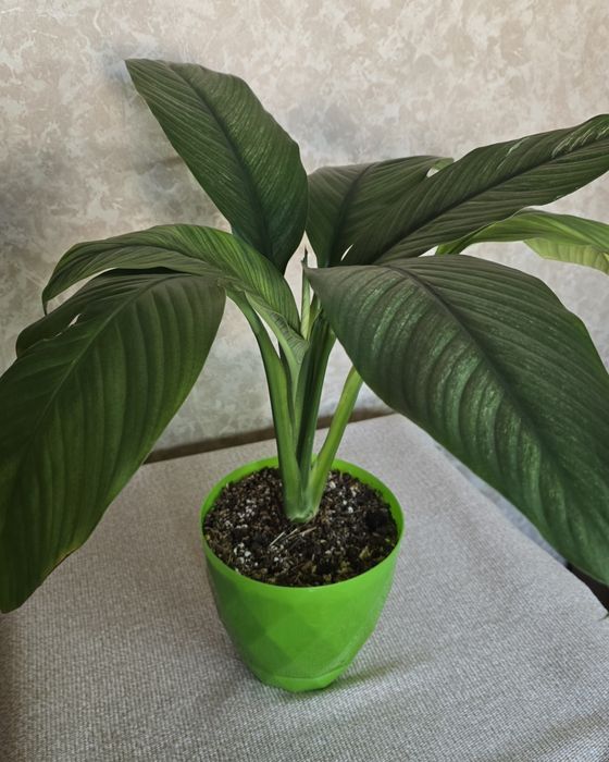 Спатифиллум вариегатный