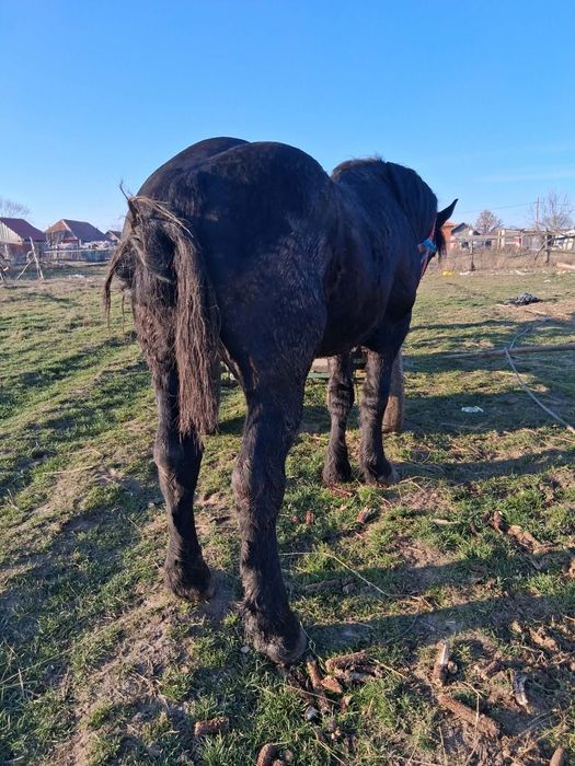 De vânzare un armăsar