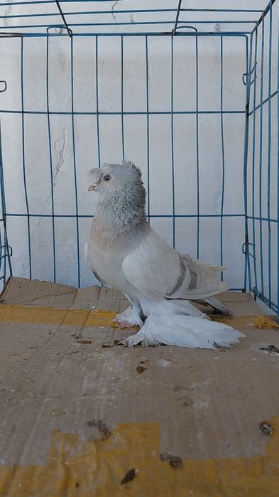 Голуби игровых кровей