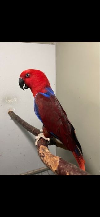 Papagali caique & amazon