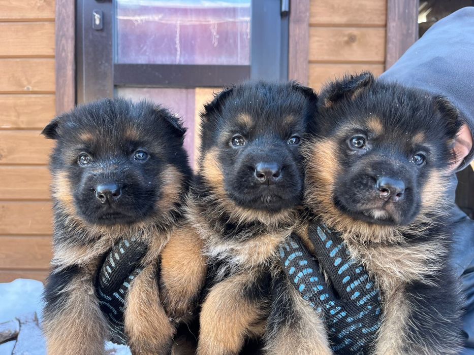 Щенки намецкой овчарки