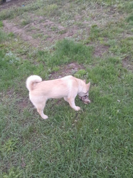 Западный сибирьская лайка