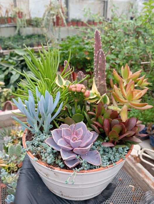 Продаются цветы-подарки для женщин к 8 марта. Большой ассортимент