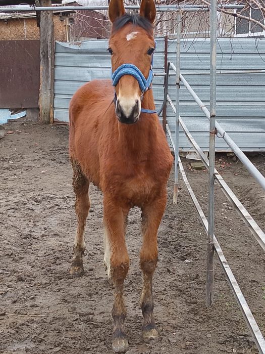 Продам жеребчика