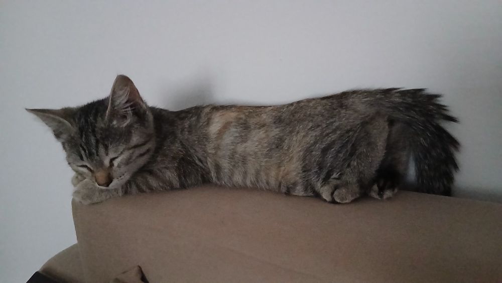 Отдам котёнка в добрые руки