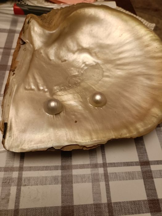 2 scoici cu perle preț 200 ron/ scoică
